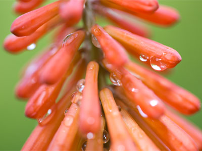 Sunday morning in the park with flowers, birds, fish and screaming children getting their photographs taken.