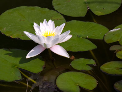 Can I get just . . . a bit . . . closer without falling in?