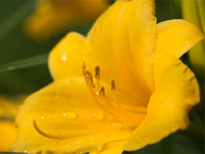 No, that`s fine little girl, just scare away the big dragonfly.  I`ll take a picture of this dumb flower instead.