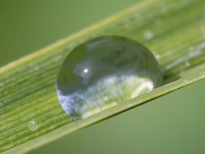 Water molecules have a stronger attraction to each other than they do to the air, contracting into droplets like this.