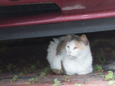 Beneath the Oldsmobile.