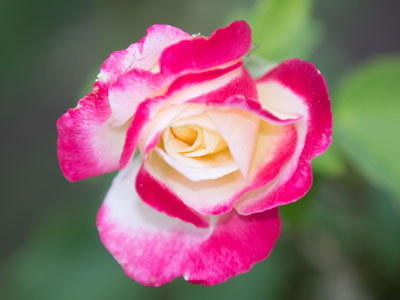 From fairest creatures we desire increase, that thereby beauty`s rose might never die. WILLIAM SHAKESPEARE