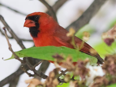 If I stand near the birdfeeder long enough, I get might this.