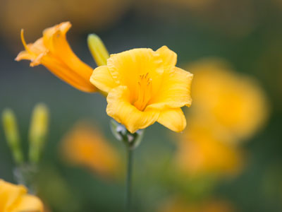 I try to create an illusion of flowers growing in a field, but most of my flower photos are taken on urban sidewalks.