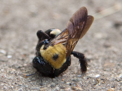 Bumblebees buzz around my porch in the summer and don`t bother anybody, but today they`re dead on the sidewalk.  Maybe somebody was bothered after all.