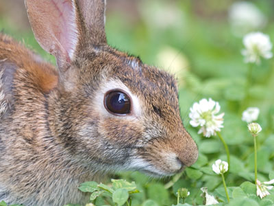 This rabbit may have felt bored by me and my camera, but not threatened.  This is one of about 50 pictures I took of it.