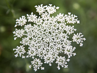 Have you met my friend Lacy?