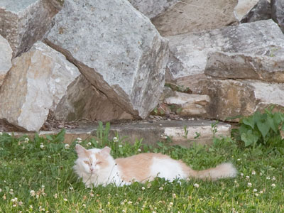 Cat with Limestone -- an installation.