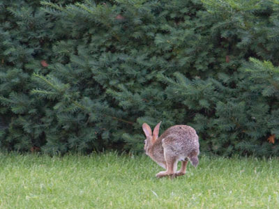 This rabbit wasn`t as calm as the one on June 11 above.