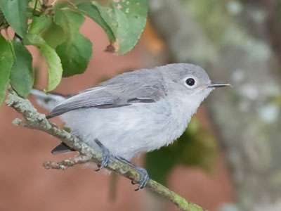 My National Geographic Field Guide to Birds failed me, but Google came through:  it`s a blue-gray gnatcatcher.