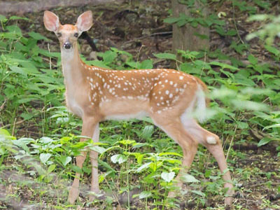 And then I shot Bambi.