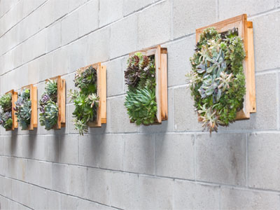 Living wall hangings.