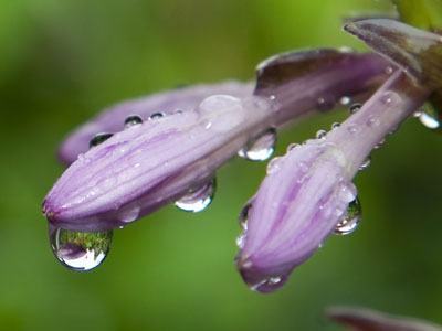 Newcom Park in a water droplet.