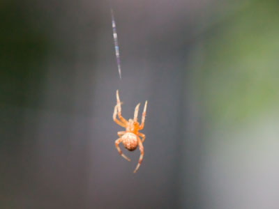 Out came the sun and dried up all the rain, and the itsy-bitsy spider climbed up the web again.