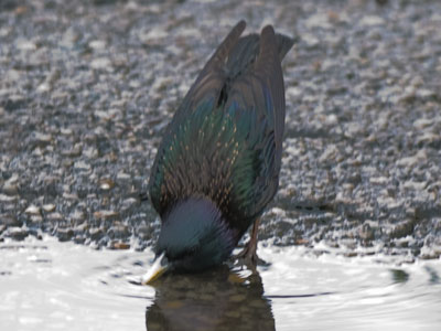 Eww -- that settles it:  I`ll never let a starling kiss me.