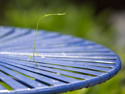 An advance scout looking for something to latch onto (see July 11, 2012).