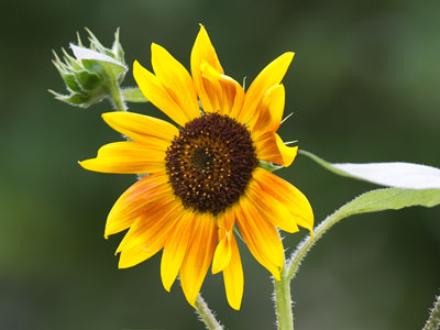 Poised on the boundary between spring and summer, I am no longer SAD (see October 15, 2014).