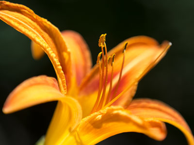 i�m gonna rise up be a trumpet in the morning. ARTHUR BROWN