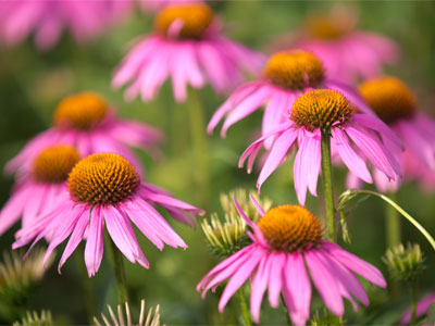 Pretty stuff in ugly places.