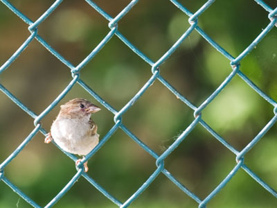 `Don�t fence me in!`