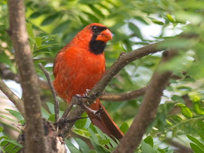 This cardinal was loudly singing with a mouth full of bug.