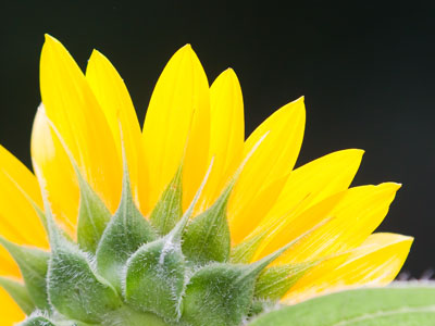 Your daily sunflower.