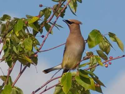 Where berries are ripening, waxwings come to feast in amiable, noisy flocks. NATIONAL GEOGRAPHIC FIELD GUIDE TO THE BIRDS OF NORTH AMERICA