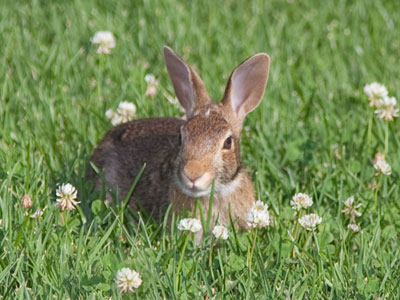 Men will never rest till they`ve spoiled the earth and destroyed the animals. WATERSHIP DOWN