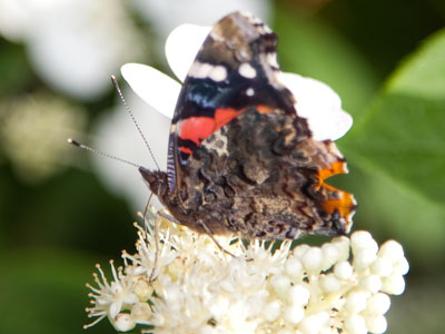 Lovers of rotting fruit and tree sap, Red Admirals are sociable and easy to spot.  THE LIFE CYCLES OF BUTTERFLIES