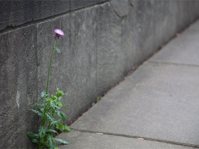 It`s growing in the street right up through the concrete, but soft and sweet and dreaming. PHIL SPECTOR