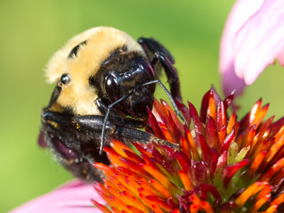 This bee was too soggy and groggy to fly, but one did come after me today, which is pretty rare.  I backed off.