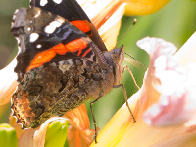 It was just me and the singing birds, the buzzing bees, the silent butterflies -- and a dog barking in the distance.