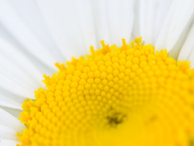 Daisy, Daisy, I`m half-crazy all for the love of you.