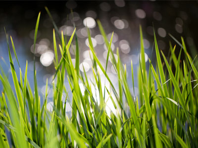 I went to the woods because I wished to live deliberately and see if I could not learn what it had to teach, and not, when I came to die, discover that I had not lived. HENRY DAVID THOREAU