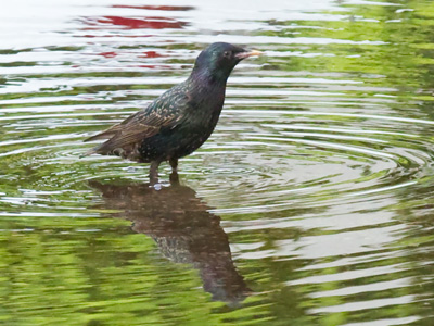 Bathtime for birdie.
