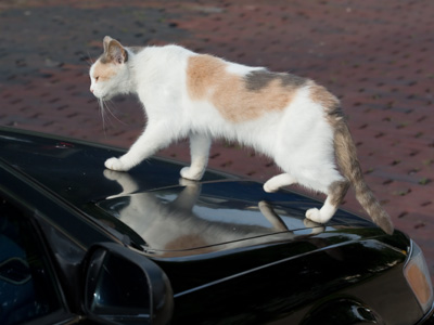 Someone needs to invent a car alarm that detects cats.