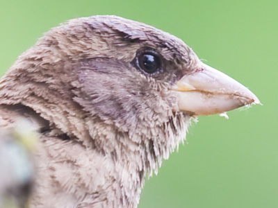 Go to where the food and water are and just wait.