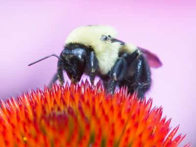 Bees are more likely to pose for photos in the morning.