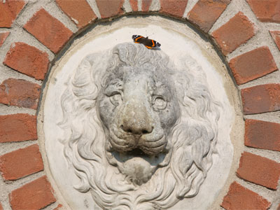 Aslan and the red admiral.
