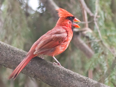 `I sing because I`m happy, I sing because I`m free.`