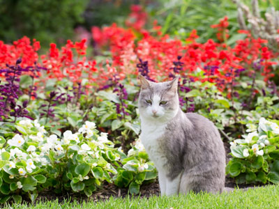 I guess the cat can`t read the sign that says NO PETS.