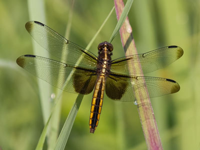Capturing today`s photos cost me many mosquito bites.