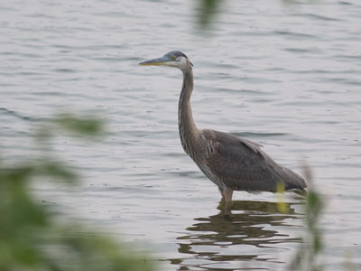 I saw it land a long way off and I walked toward the spot, but I was able to take just one picture before it flew away.