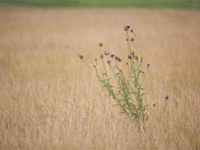 This shot was much harder than it looks.  I had to be TALL.