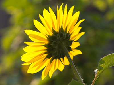 Behind every great flower there stands a photographer.