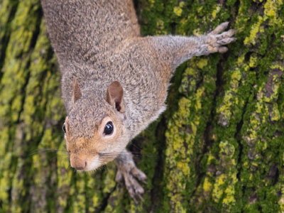 Descending animal 1.