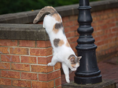 Descending animal 2.