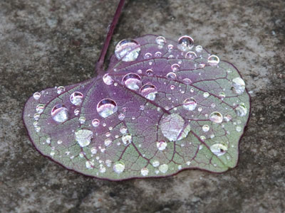 Leaf with water droplets 1.