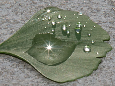Leaf with water droplets 2.