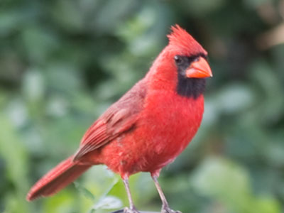 Taking a picture of this skittish cardinal was hard enough without someone standing next to me asking for money.